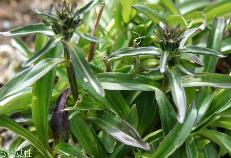 龍膽草多少錢一斤 大多在40到75元之間 龍膽草多少錢一斤 大多在40到75元之間