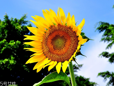 now foods葵花卵磷脂膠囊功效 now foods葵花卵磷脂膠囊功效