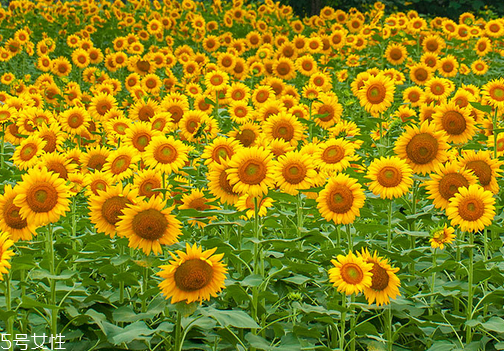 now foods葵花卵磷脂膠囊功效 now foods葵花卵磷脂膠囊功效