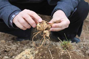 黃精可以降血糖嗎 可以調(diào)節(jié)血糖 黃精可以降血糖嗎 可以調(diào)節(jié)血糖