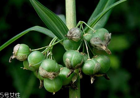 黃精什么時候種植 種植時間 黃精什么時候種植 種植時間