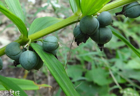 黃精什么時候種植 種植時間 黃精什么時候種植 種植時間