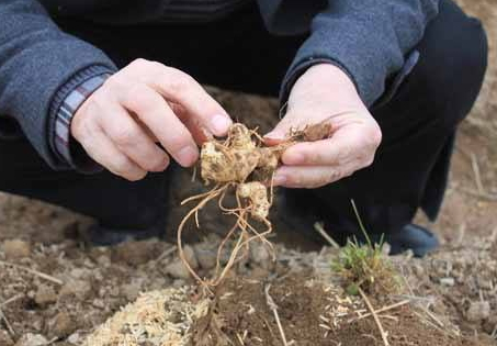 黃精可以治感冒嗎 黃精可以治感冒嗎