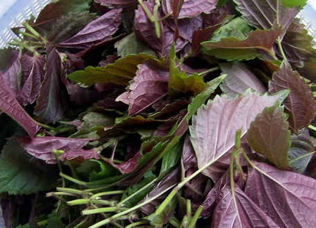 紫蘇什么時(shí)候采收 采收時(shí)間 紫蘇什么時(shí)候采收 采收時(shí)間