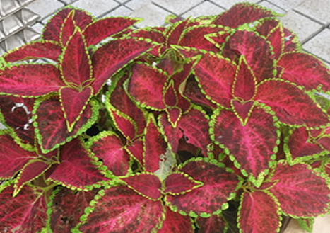 紫蘇什么時(shí)候采收 采收時(shí)間 紫蘇什么時(shí)候采收 采收時(shí)間