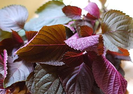 紫蘇可以治感冒嗎 紫蘇治感冒配方 紫蘇可以治感冒嗎 紫蘇治感冒配方