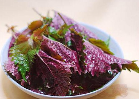 紫蘇可以治感冒嗎 紫蘇治感冒配方 紫蘇可以治感冒嗎 紫蘇治感冒配方