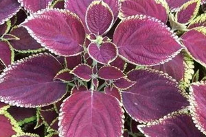 紫蘇什么時(shí)候采收 采收時(shí)間 紫蘇什么時(shí)候采收 采收時(shí)間