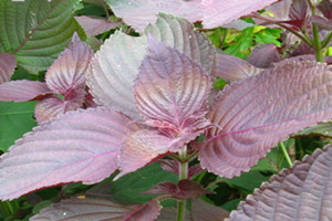 紫蘇可以治感冒嗎 紫蘇治感冒配方 紫蘇可以治感冒嗎 紫蘇治感冒配方