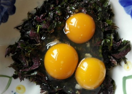 紫蘇可以安胎嗎 紫蘇助孕婦安胎保胎 紫蘇可以安胎嗎 紫蘇助孕婦安胎保胎