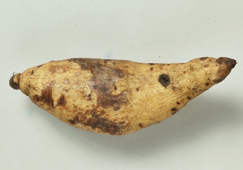 紅薯怎么保存時(shí)間長(zhǎng) 生熟方式各不同 紅薯怎么保存時(shí)間長(zhǎng) 生熟方式各不同