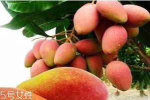 貴妃芒怎么樣才是熟了 催熟方法 貴妃芒怎么樣才是熟了 催熟方法