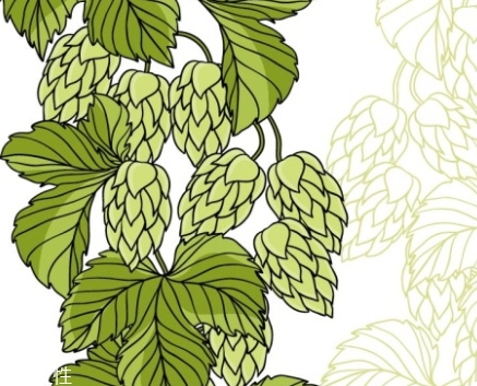 啤酒花是什么？啤酒花功效與作用