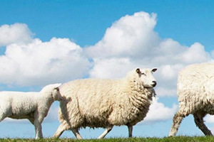 綿羊油和馬油哪個(gè)好？