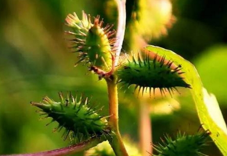 蒼耳子有毒嗎 蒼耳子毒性 蒼耳子有毒嗎 蒼耳子毒性