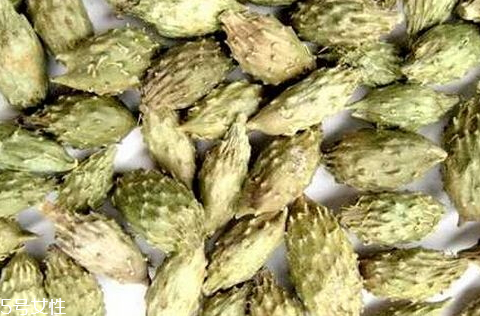 蒼耳子什么時(shí)候采摘好 9-10月果實(shí)成熟 蒼耳子什么時(shí)候采摘好 9-10月果實(shí)成熟