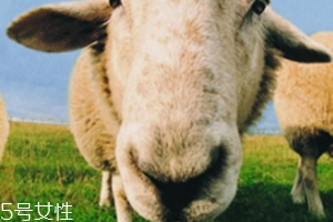 綿羊油和貂油哪個(gè)好？