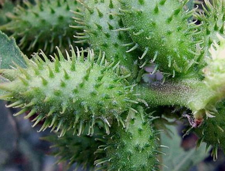 蒼耳子可以泡水喝嗎 泡水功效 蒼耳子可以泡水喝嗎 泡水功效