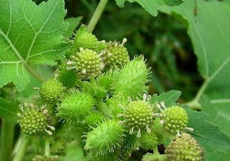 蒼耳子可以泡水喝嗎 泡水功效 蒼耳子可以泡水喝嗎 泡水功效