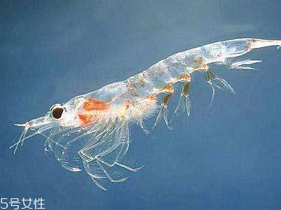 nature's own超級(jí)磷蝦油膠囊功效 nature's own超級(jí)磷蝦油膠囊功效