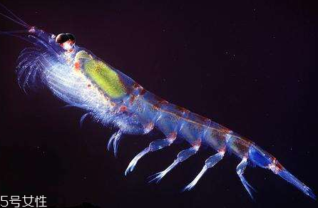 nature's own超級(jí)磷蝦油膠囊功效 nature's own超級(jí)磷蝦油膠囊功效