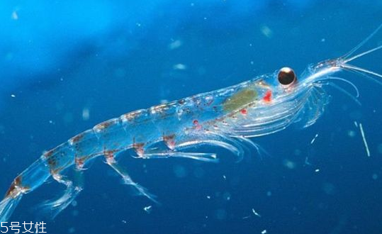 nature's own超級(jí)磷蝦油膠囊功效 nature's own超級(jí)磷蝦油膠囊功效