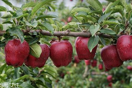 花牛蘋果好吃嗎 口感沙粉 花牛蘋果好吃嗎 口感沙粉