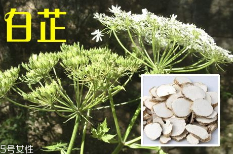 白芷能治尿失禁嗎 治療偏方 白芷能治尿失禁嗎 治療偏方