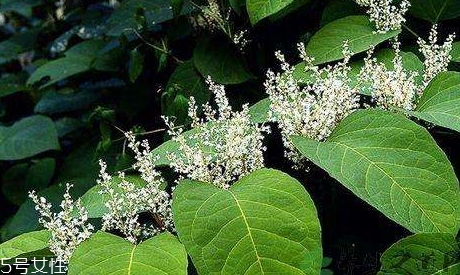 白藜蘆醇哪些人不能吃？過量有毒性