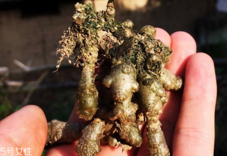 野三七能吃嗎 可內服煎湯 野三七能吃嗎 可內服煎湯