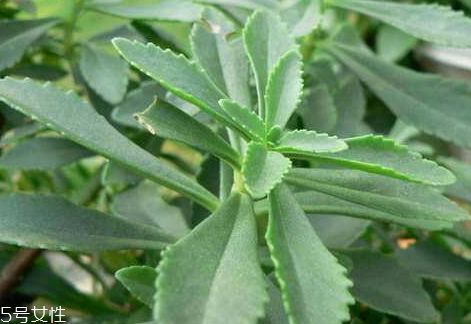 野三七能吃嗎 可內服煎湯 野三七能吃嗎 可內服煎湯