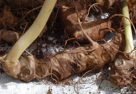 野三七多少錢一斤 價(jià)格行情分析 野三七多少錢一斤 價(jià)格行情分析