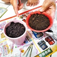 柚子籽怎么種小盆栽 柚子的子怎么種盆栽 柚子籽怎么種小盆栽 柚子的子怎么種盆栽