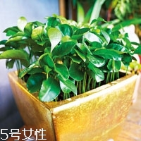 柚子籽怎么種小盆栽 柚子的子怎么種盆栽 柚子籽怎么種小盆栽 柚子的子怎么種盆栽