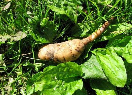 天麻什么時(shí)候吃最好 最佳時(shí)間 天麻什么時(shí)候吃最好 最佳時(shí)間