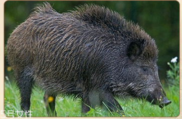 發(fā)量少用什么梳子好？五種梳子塑造豐盈秀發(fā)