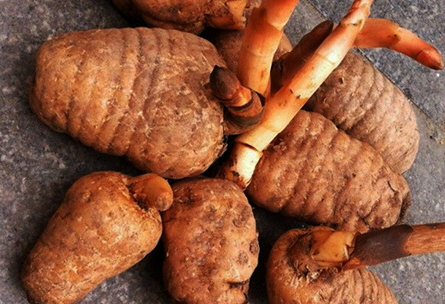 烏天麻和天麻的區(qū)別 烏天麻和天麻的區(qū)別