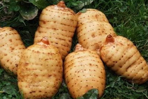 烏天麻和天麻的區(qū)別 烏天麻和天麻的區(qū)別