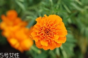 葉黃素多少錢(qián)一瓶？