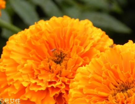 葉黃素多少錢(qián)一瓶？