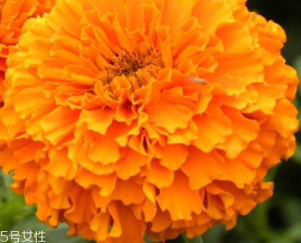 葉黃素多少錢(qián)一瓶？