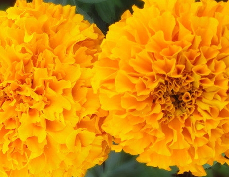 葉黃素和胡蘿卜素的區(qū)別 葉黃素和胡蘿卜素的區(qū)別