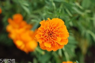 葉黃素和魚肝油哪個(gè)對(duì)眼睛好？