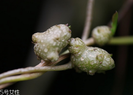 藤三七的果實(shí)怎么吃 五大吃法 藤三七的果實(shí)怎么吃 五大吃法