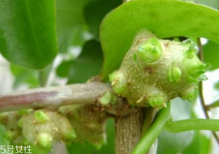 藤三七的果實(shí)怎么吃 五大吃法 藤三七的果實(shí)怎么吃 五大吃法
