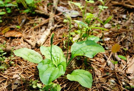 車前草什么時候采摘最好 采摘時間 車前草什么時候采摘最好 采摘時間