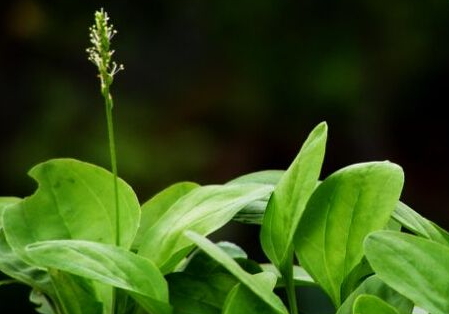 車前草什么時候采摘最好 采摘時間 車前草什么時候采摘最好 采摘時間