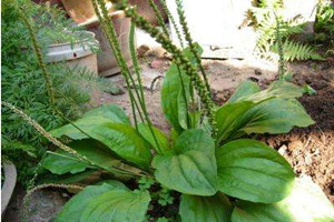 車前草什么時候采摘最好 采摘時間 車前草什么時候采摘最好 采摘時間