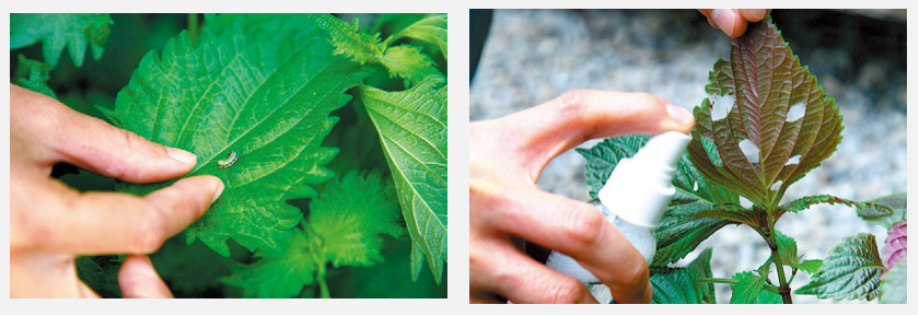 盆栽香草怎么養(yǎng) 盆栽香草怎么養(yǎng)