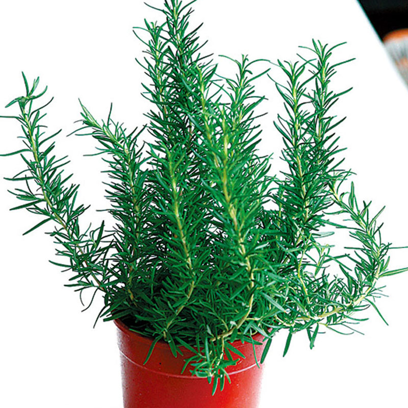 盆栽香草怎么養(yǎng) 盆栽香草怎么養(yǎng)